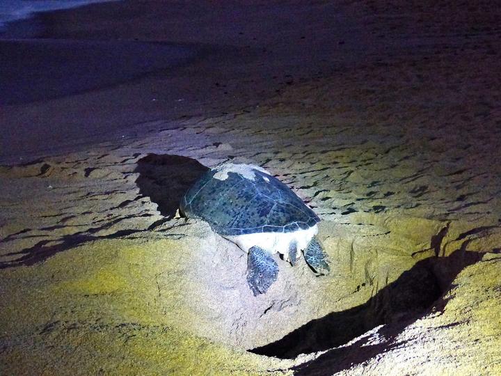 A green turtle on the sand at night at Ras Al Jinz