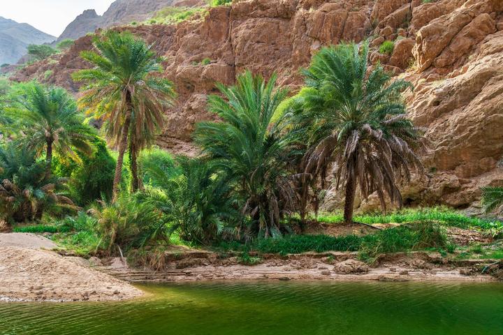 Date palms and a green pool below the cliffs of Wadi Shab