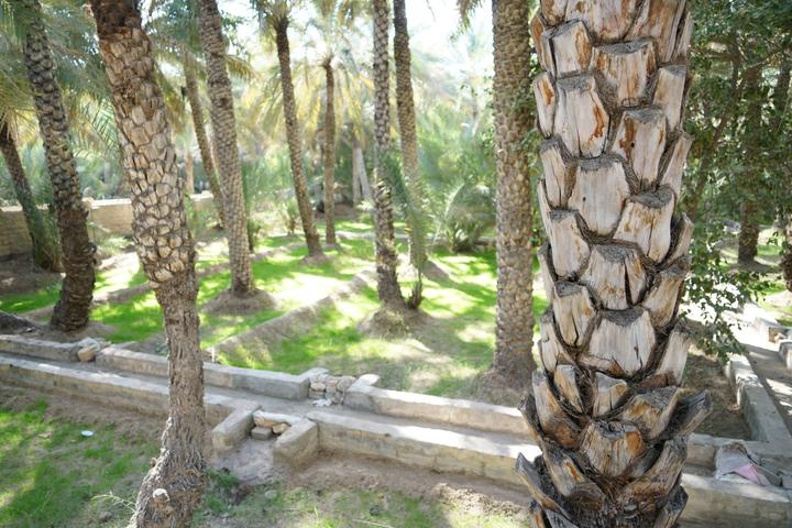 A falaj channel running between the date palms of Al Ain Oasis